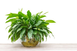 Top 10 plants to have in your office with no windows