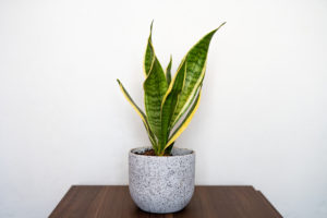 Top 10 plants to have in your office with no windows