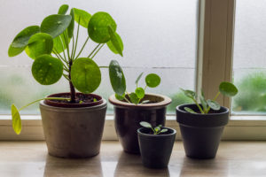 Top 10 plants to have in your office with no windows