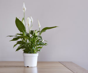 Top 10 plants to have in your office with no windows